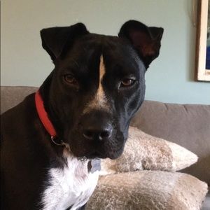 Meet your Posher, Adam